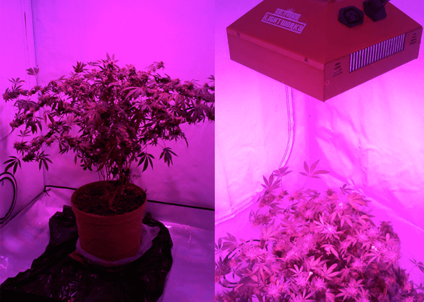 Ladydank's LED grow light setup