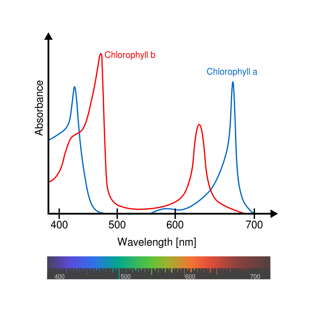 How Light Spectrum Influences Plant Growth