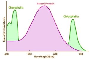 How Light Spectrum Influences Plant Growth