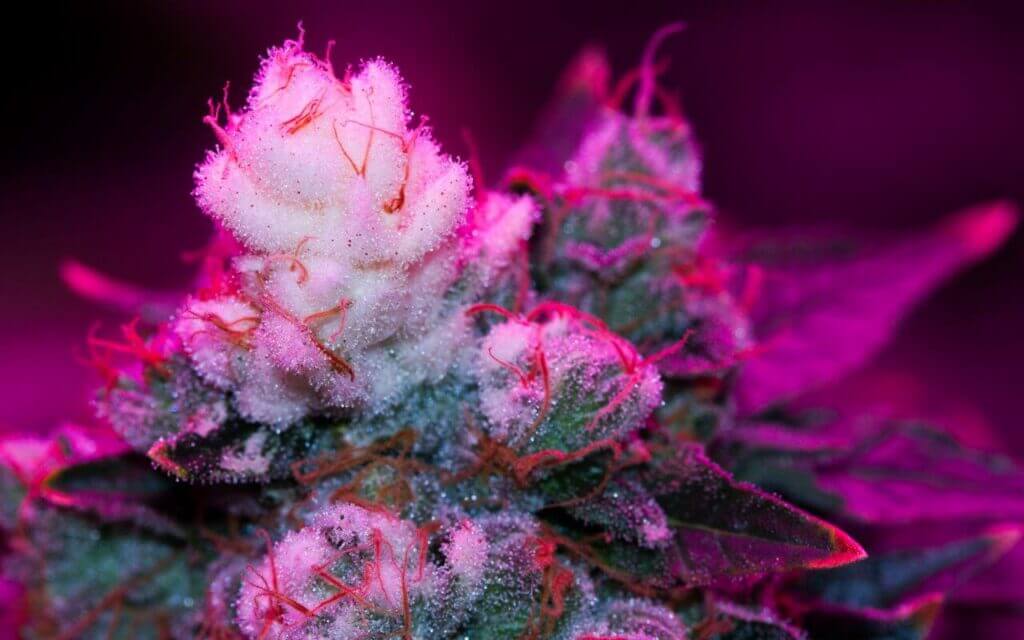 white-tips-cannabis-header-1280x800-1