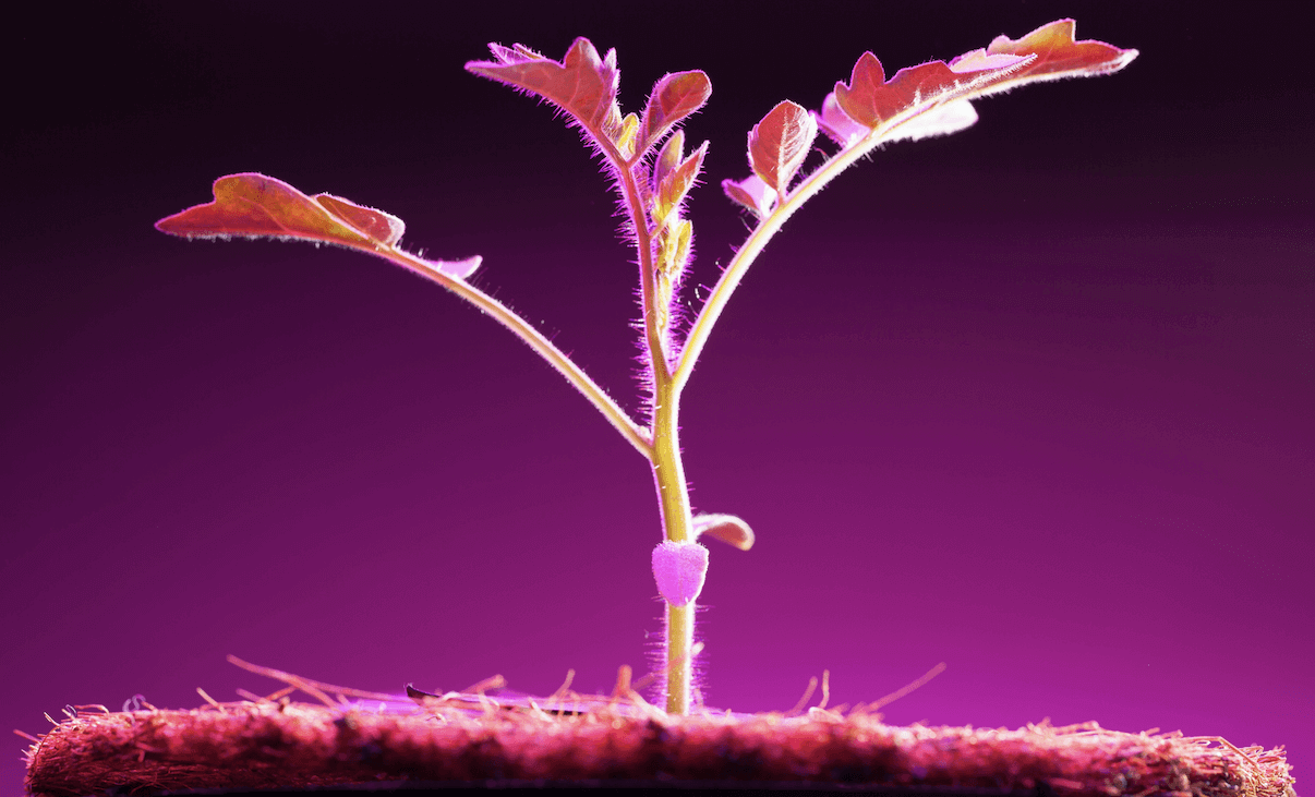 What Is the Best Light Spectrum for Plant Growth?