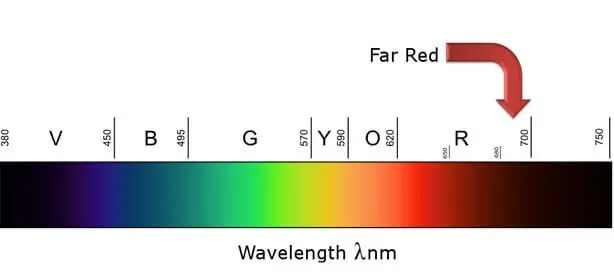 How Does the Far Red Light Spectrum Affect Plants?