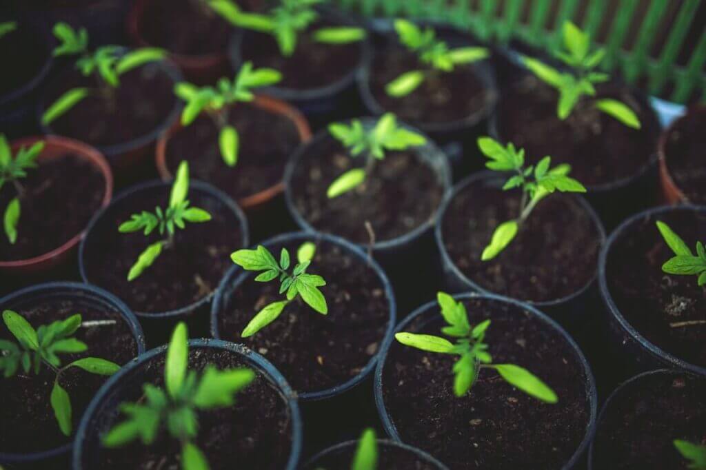 eco-ecology-environment-5808