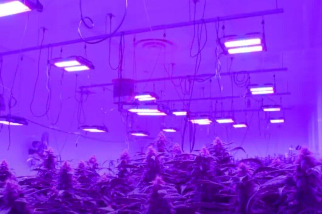 Indoor-Grow-Light-Plan