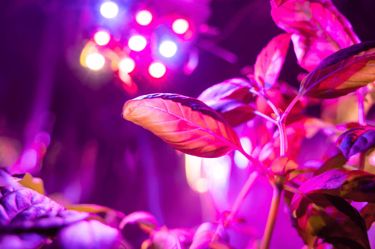 does-light-spectrum-shift-as-hid-and-led-grow-lights-age