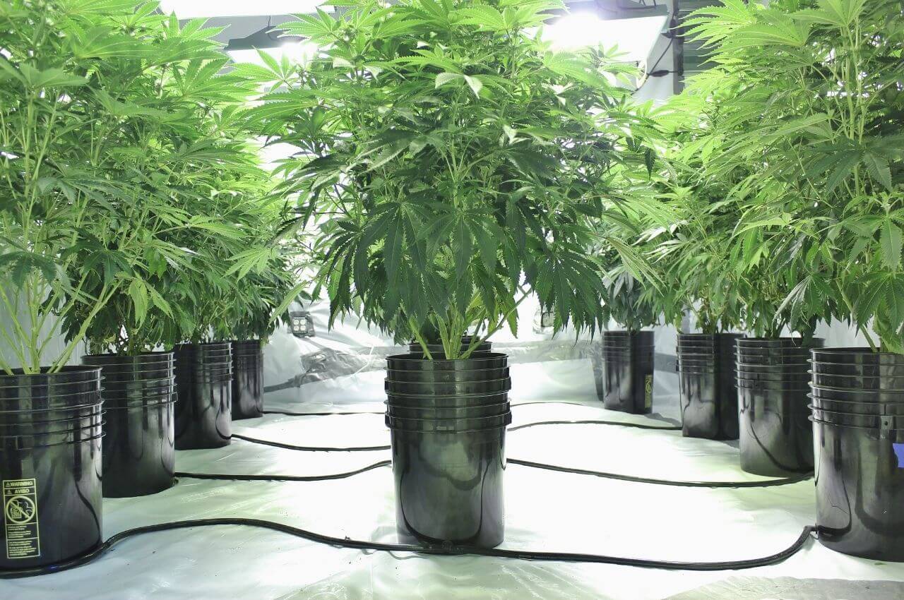 To get maximum yield from a marijuana plant, what size pot should