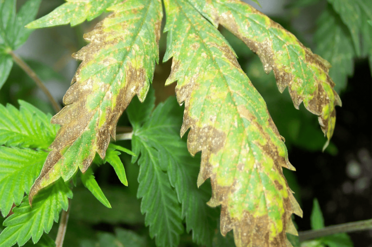 leaf browning