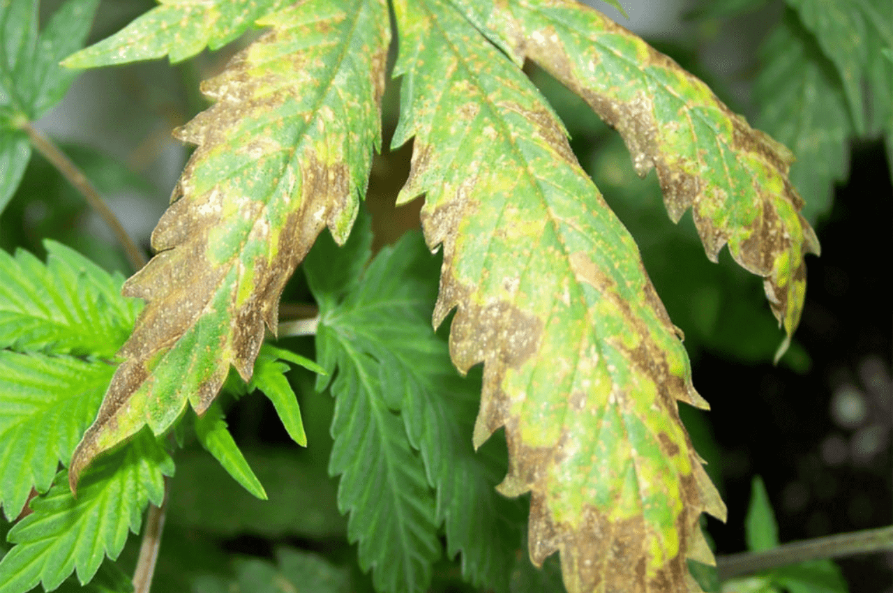 What Causes Leaf Curl Marijuana