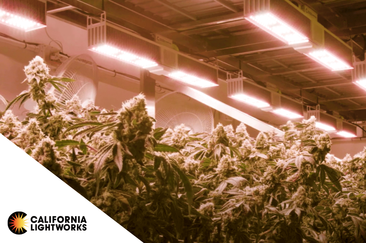 [Case Study] Xotics Cultivation – MegaDrive™ Lighting Technology