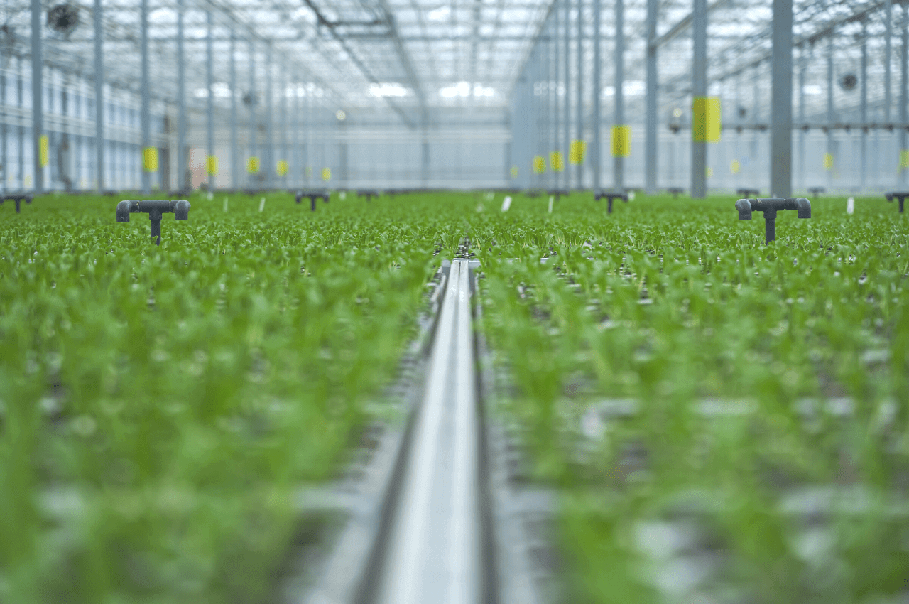 Four Factors To Consider When Choosing LED Greenhouse Lights