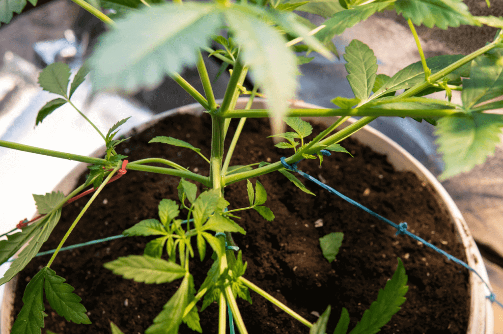 low-stress-plant-training
