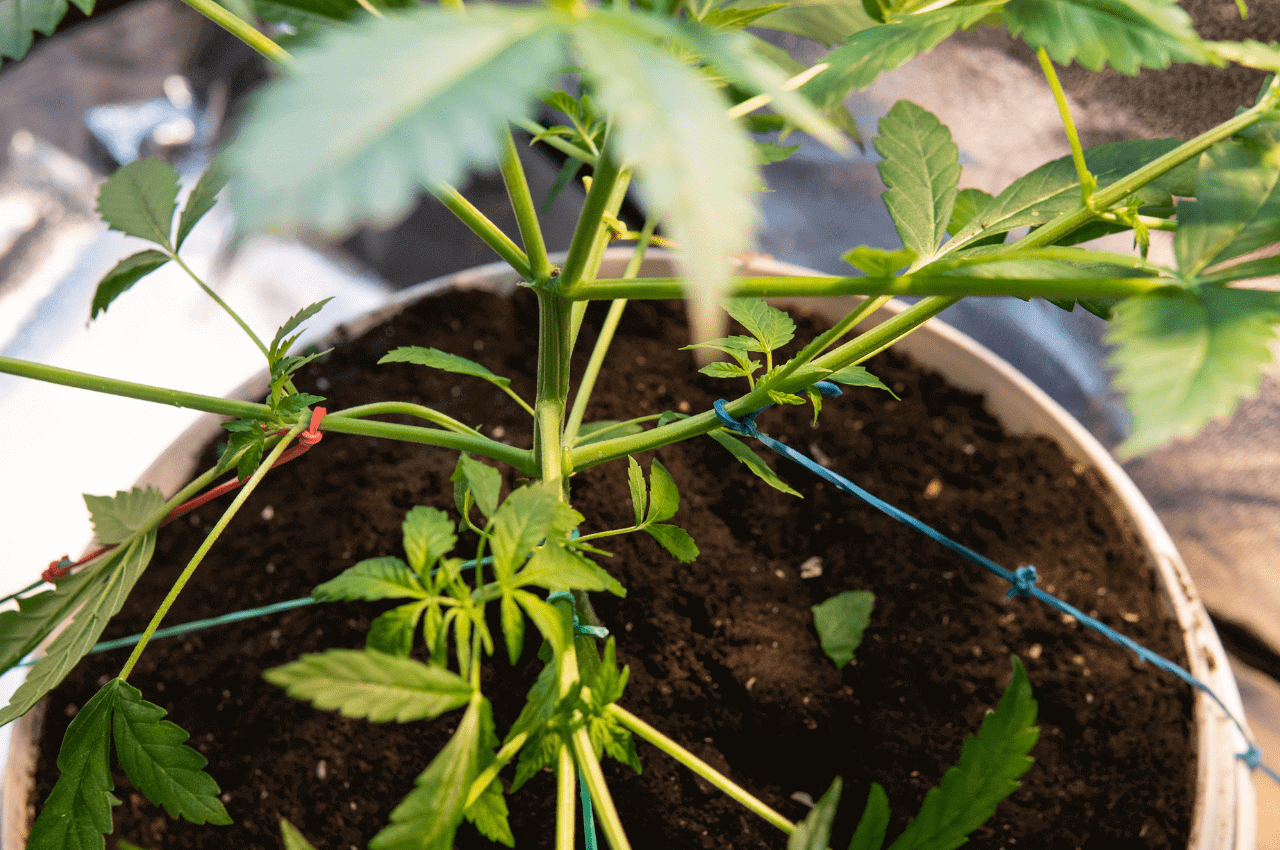 Your Guide To Low Stress Plant Training