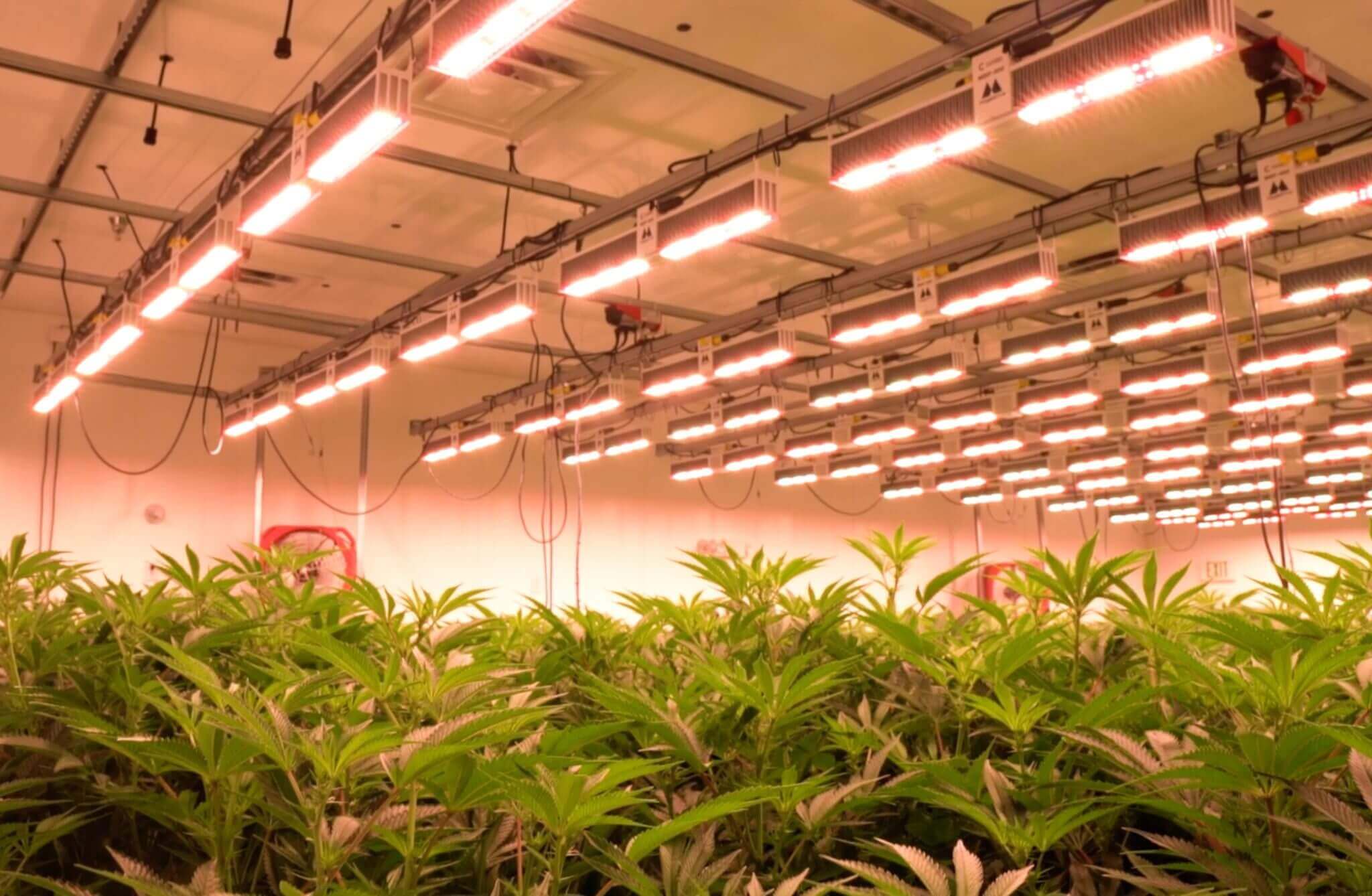 [Case Study] Grow Ohio – Testing Our LEDs Against The Competition