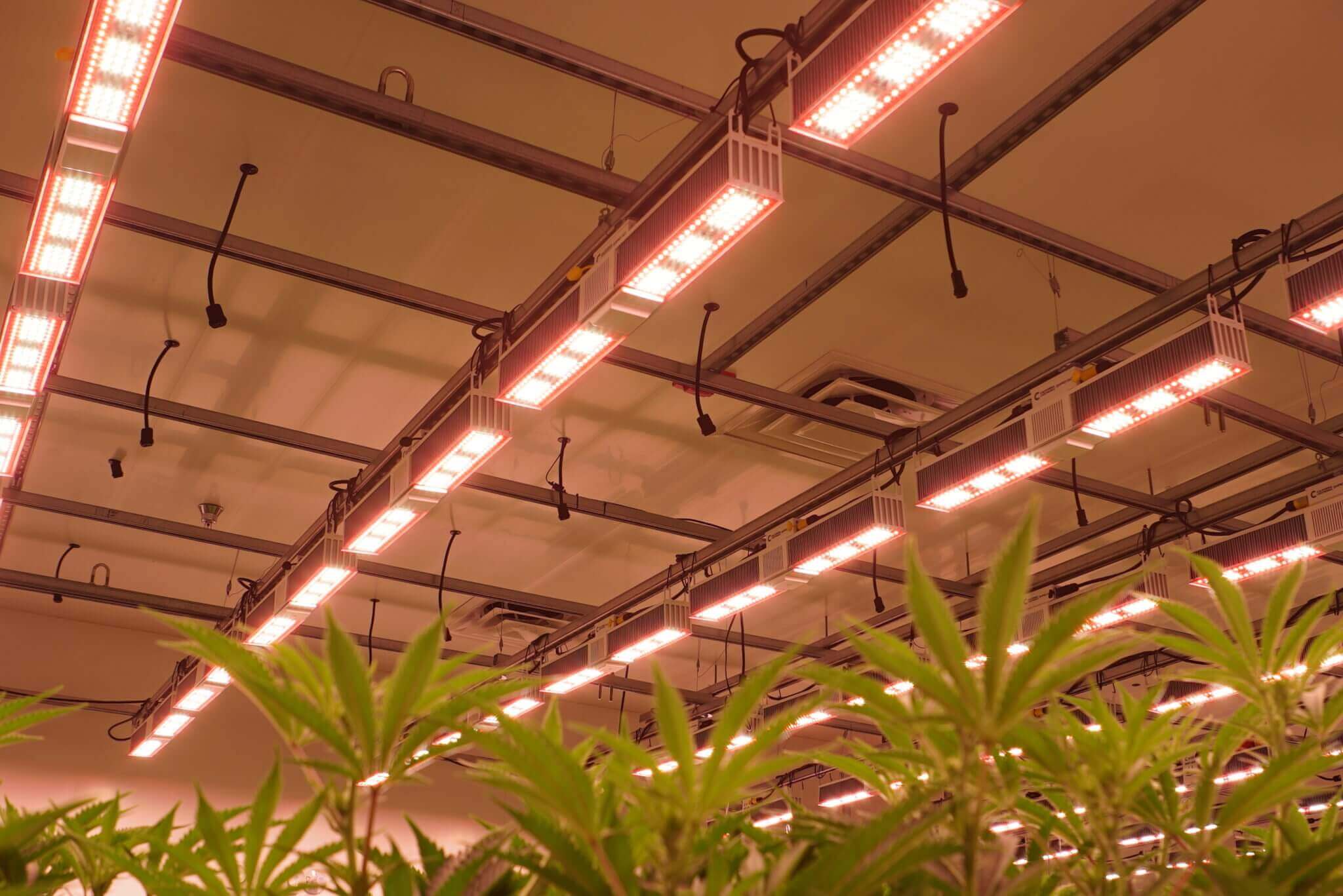 Grow Ohio – Testing Our LEDs Against The Competition