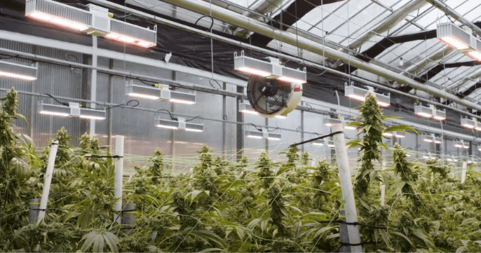 cannabis-trends-that-will-dominate-in-2021 (1)