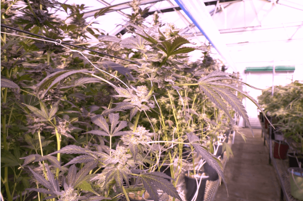 4-ways-LED-grow-lights-improve-environmental-control (1)