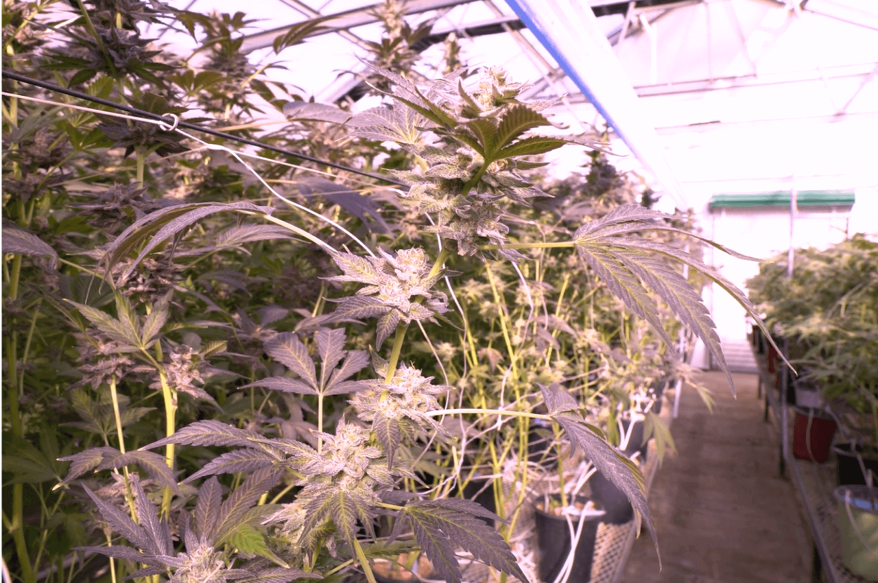 4 Ways LED Grow Lights Improve Environmental Control
