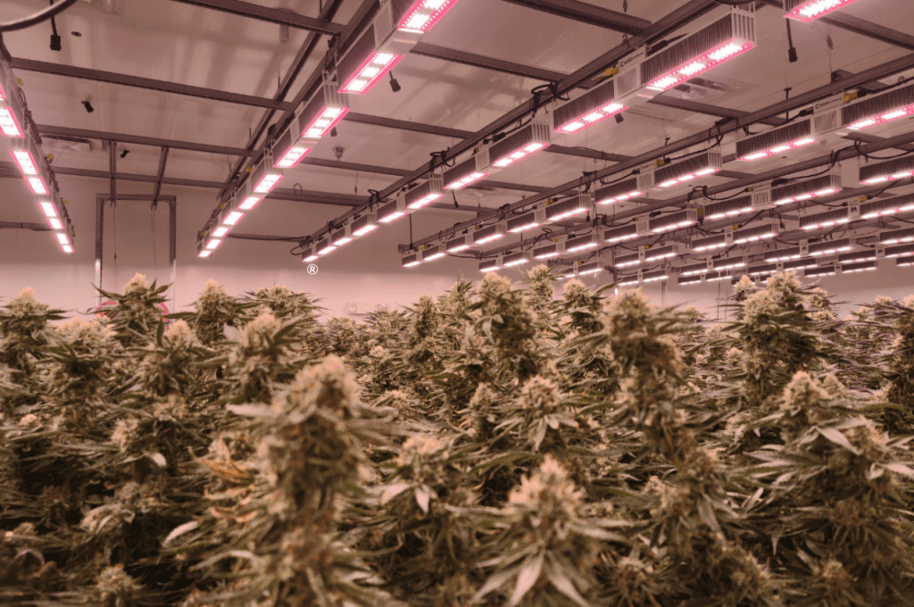 cannabis-trends-for-commercial-cultivators