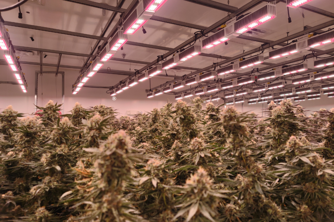 Cannabis Trends For Commercial Cultivators