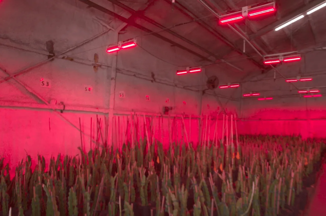 [Case Study] How Sunburst Nurseries Used MegaDrive® To Speed Up The Propagation Of Dragonfruit Plants