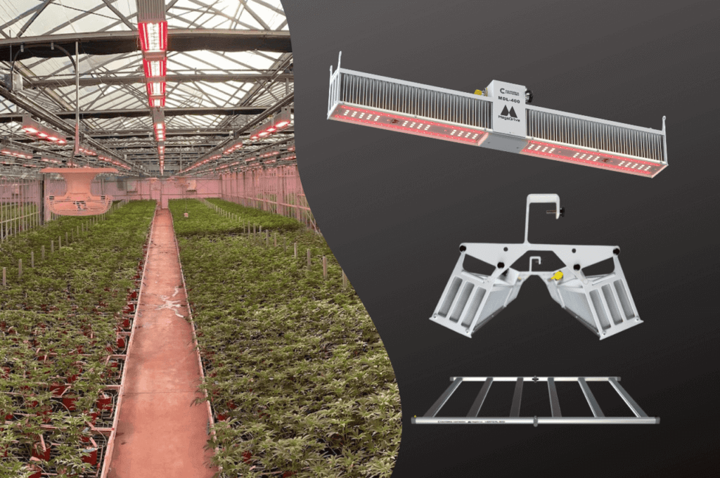 CLW-Market-Access-Program