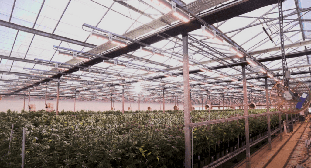 GreenhouseImage2