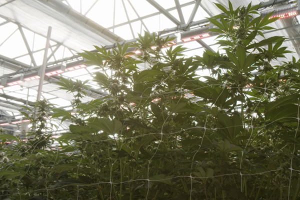 HK Growers Ghost Town Installs MegaDrive® Lighting Technology ​ LED Grow Lights Greenhouse
