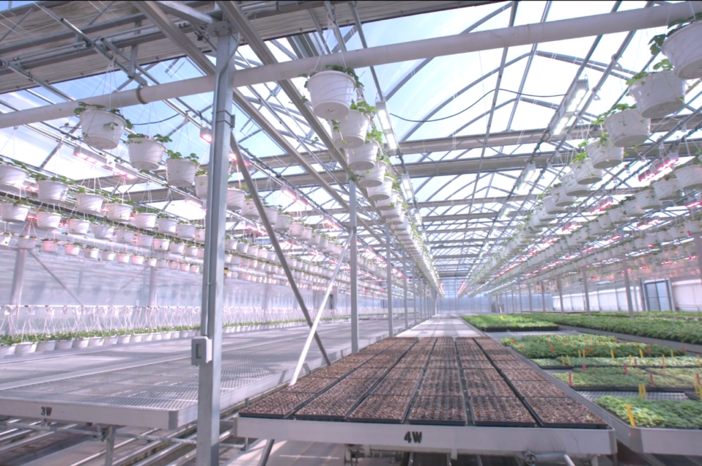 Food Cultivator GreenHouse LED Grow Lights