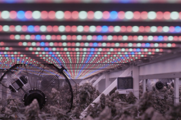 Mathias Fields Installs MegaDrive Lighting Technology ​LED Grow Lights California Lightworks