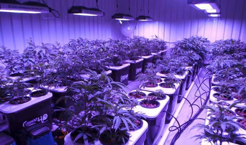 LoveBuds2-1