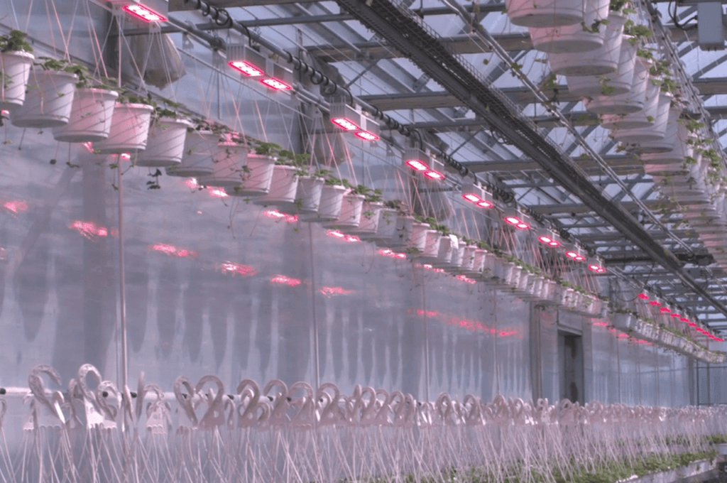Nourse-Farms_-MegaDrive®-Greenhouse-Lighting-System-Case-Study