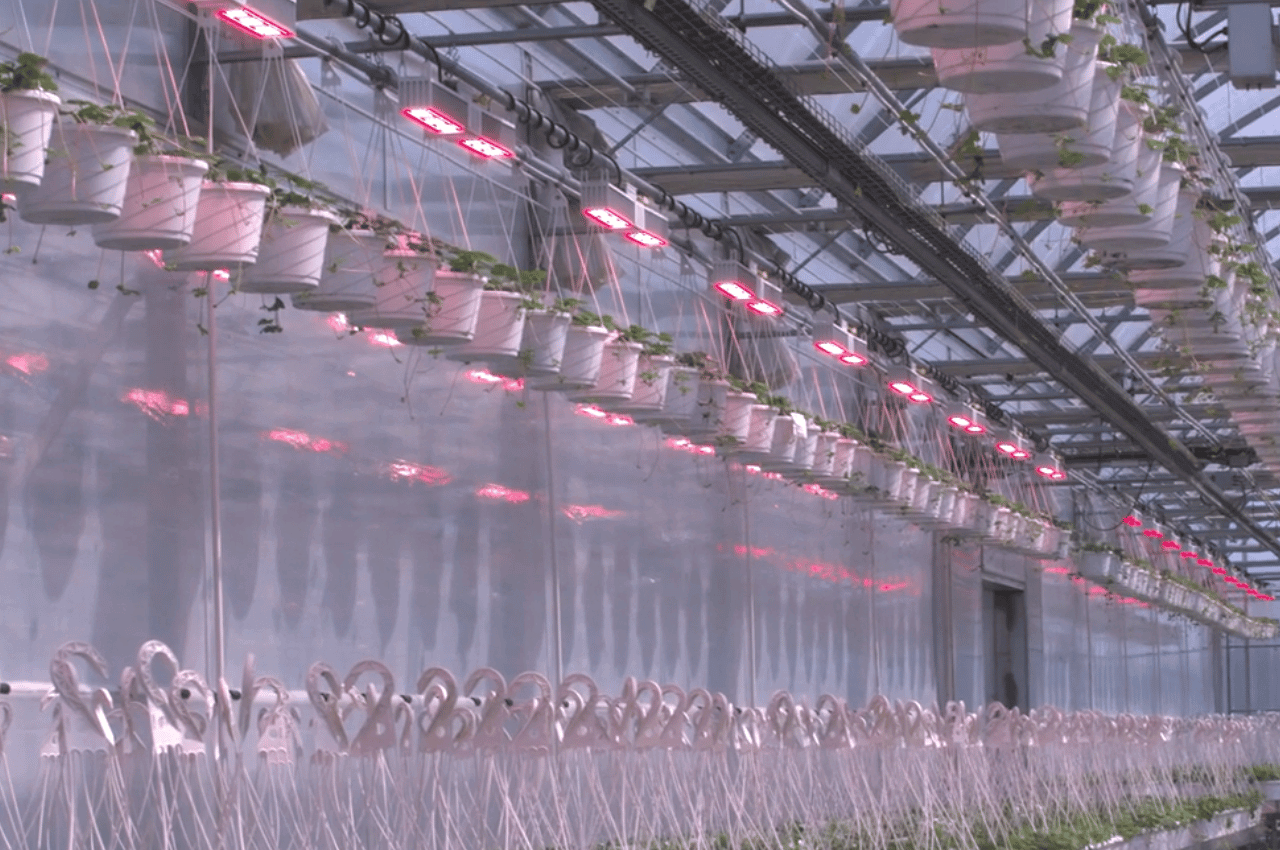 Nourse Farms – Installs MegaDrive® Lighting Technology