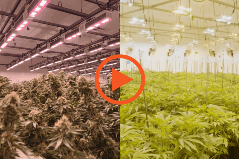 Replacing-HPS-to-LED-Grow-Ohio-1200-x-800-px-2-768x512