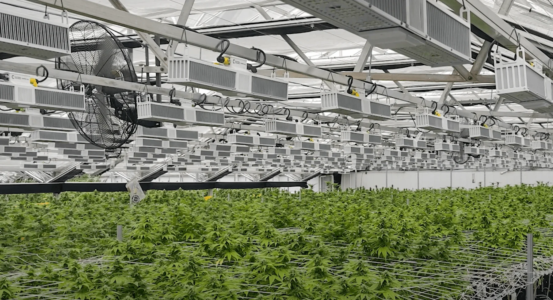 Why Grow Light Drivers Fail & How MegaDrive® Avoids That Trap