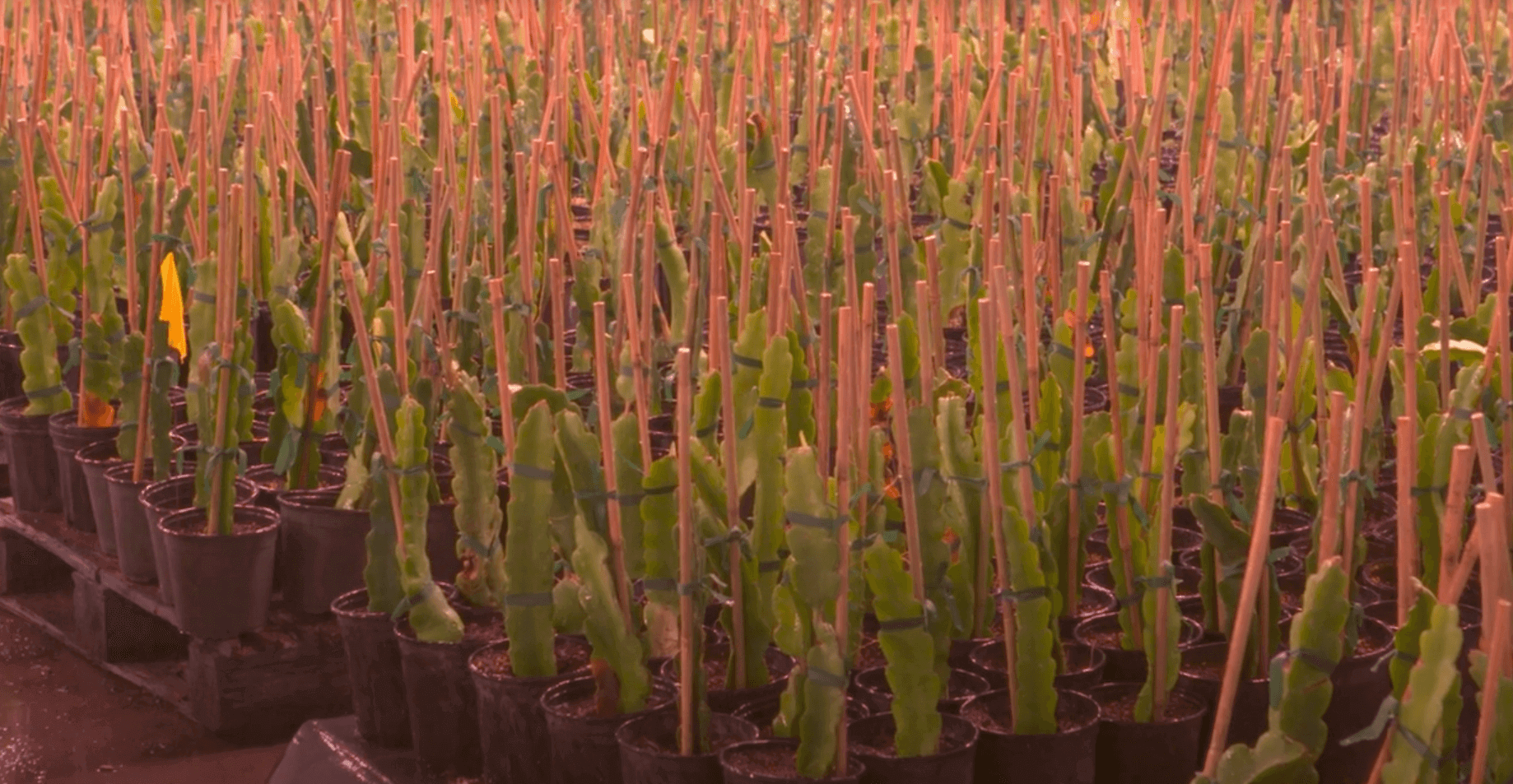 Screen-Shot-2022-03-14-at-6.30.07-PM