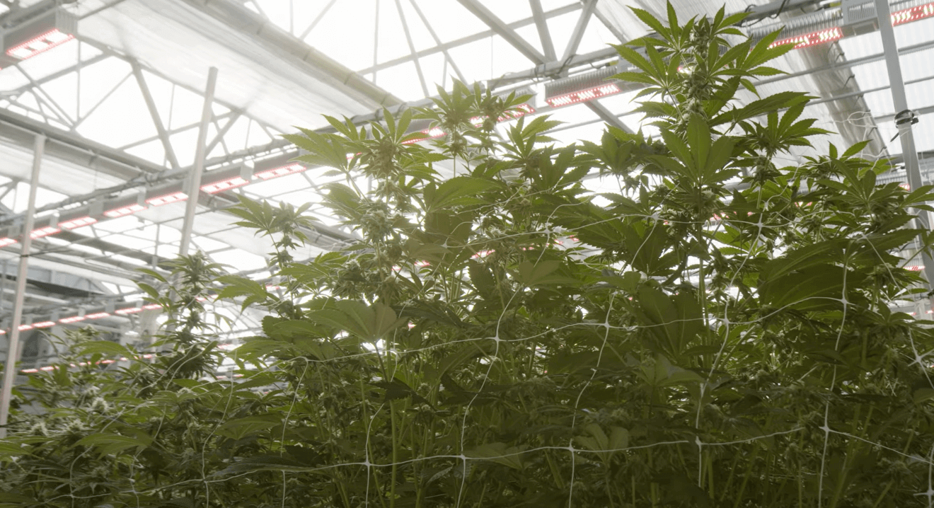 HK Growers Ghost Town Greenhouse – Installs MegaDrive® Lighting Technology