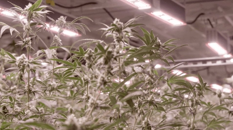 Pure Source – Installs MegaDrive® Lighting Technology