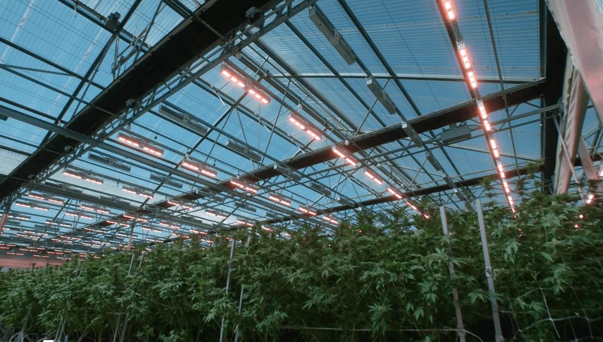 Megadrive Lighting System for Food Cultivators