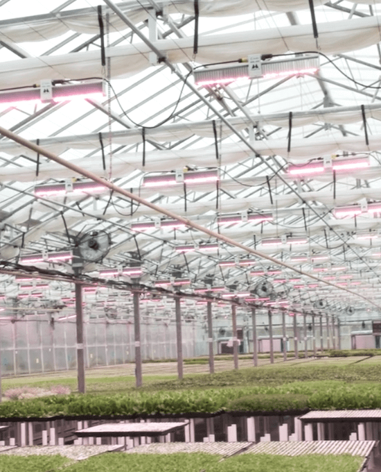 Greenhouse LED Grow Lights - 1