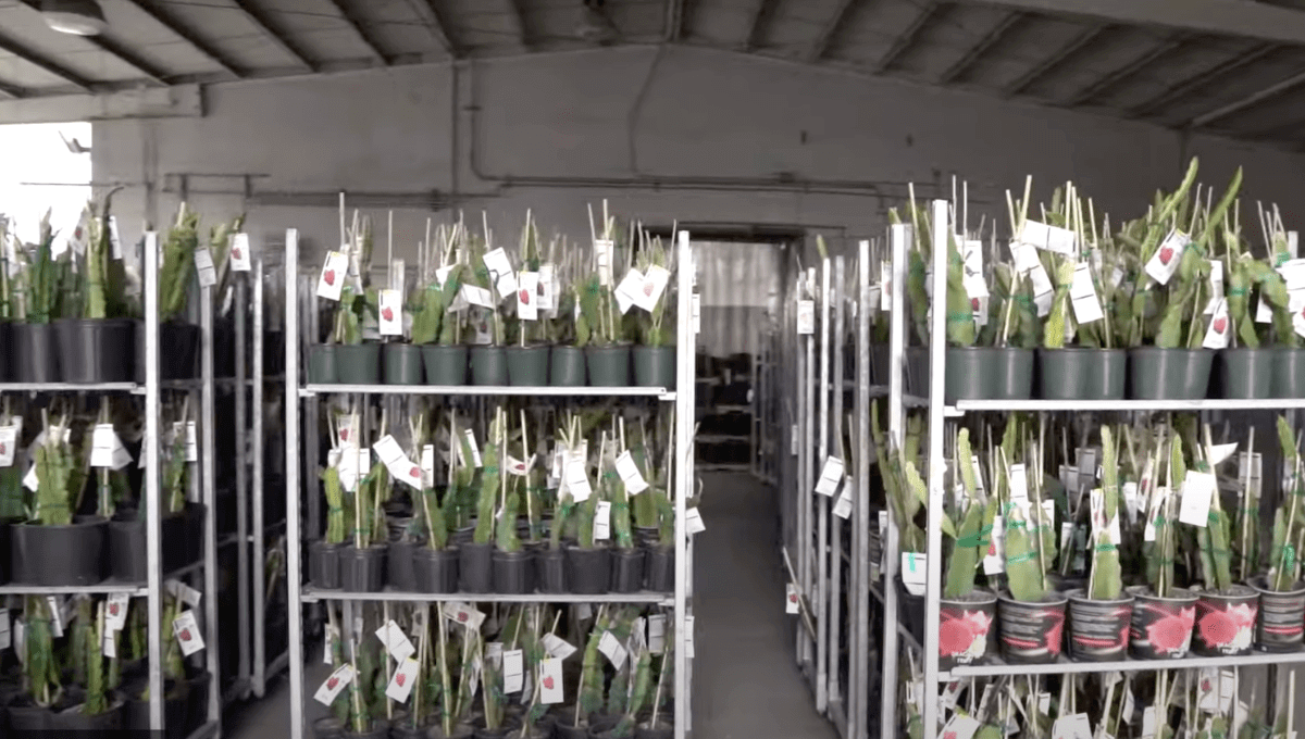 Indoor - LED GRow Lights